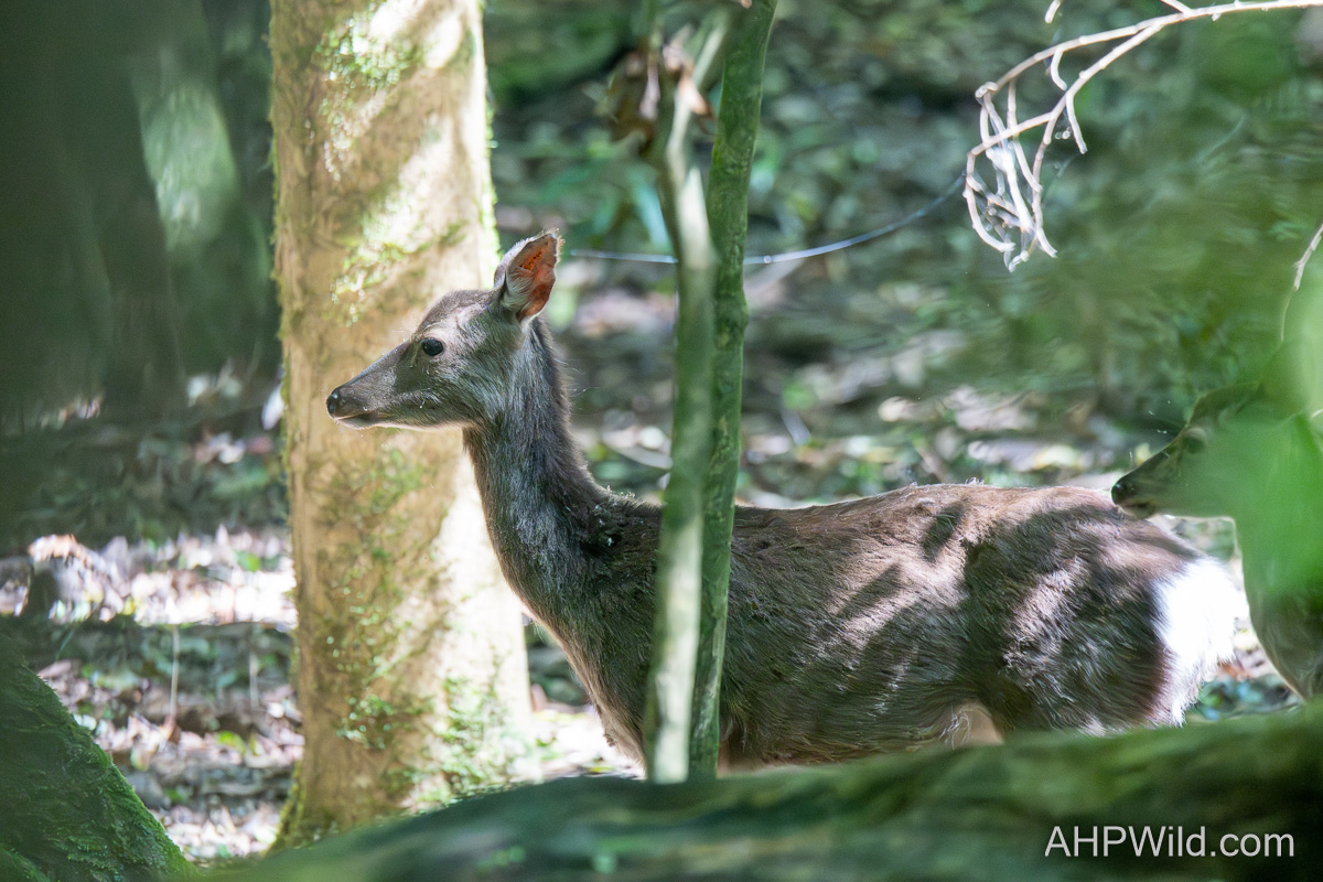 Sika Deer
