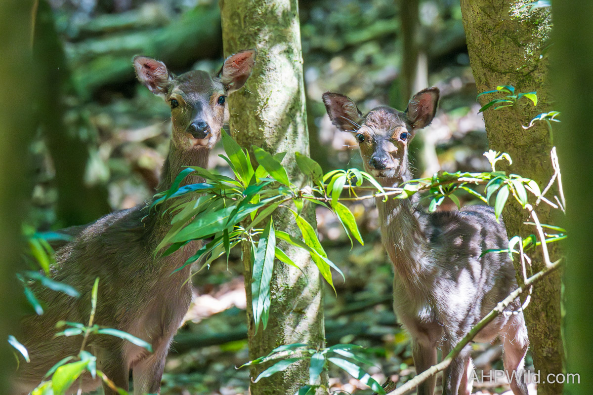 Sika Deer