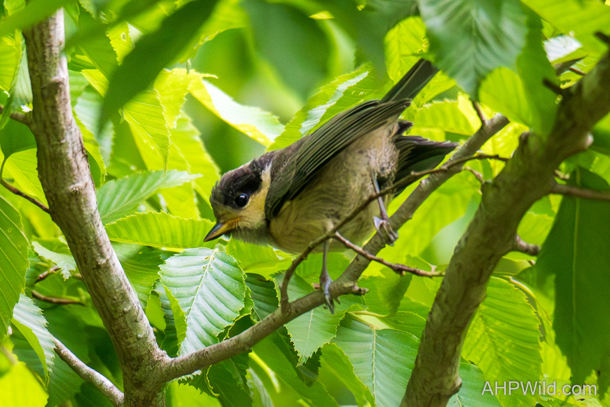 Varied Tit