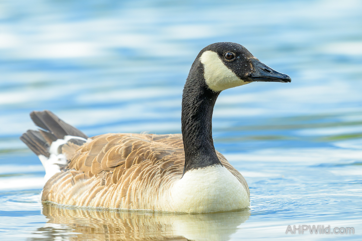 Canada Goose