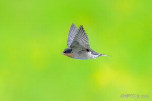 Welcome Swallow
