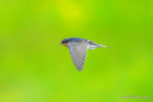 Welcome Swallow