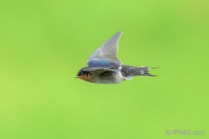 Welcome Swallow