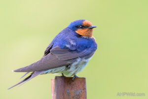 Welcome Swallow