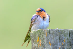 Welcome Swallow