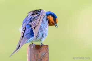 Welcome Swallow