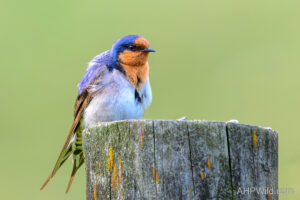 Welcome Swallow