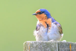 Welcome Swallow