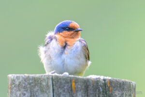 Welcome Swallow