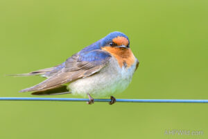 Welcome Swallow