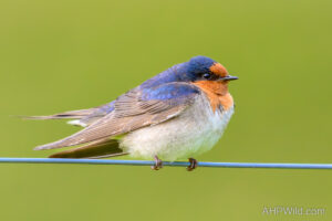 Welcome Swallow