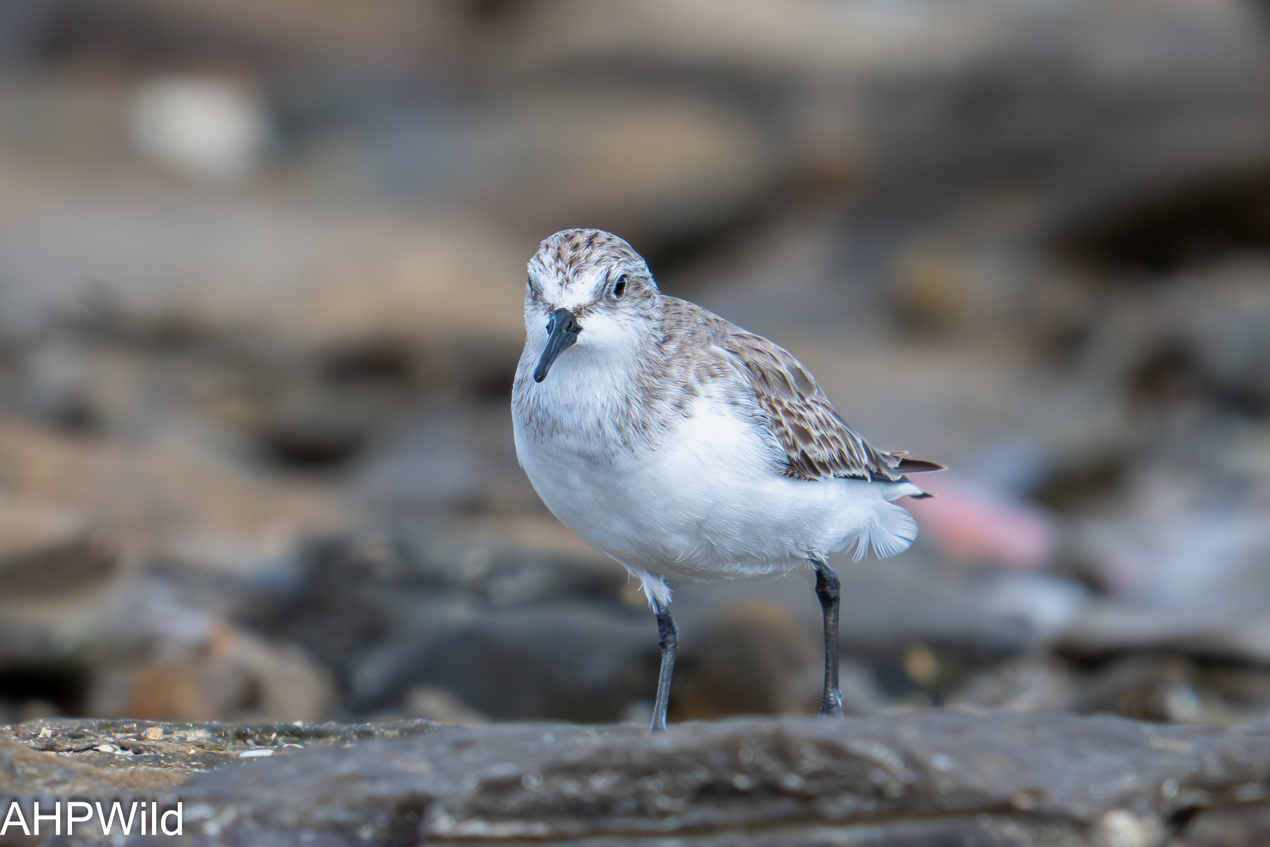 Sanderling