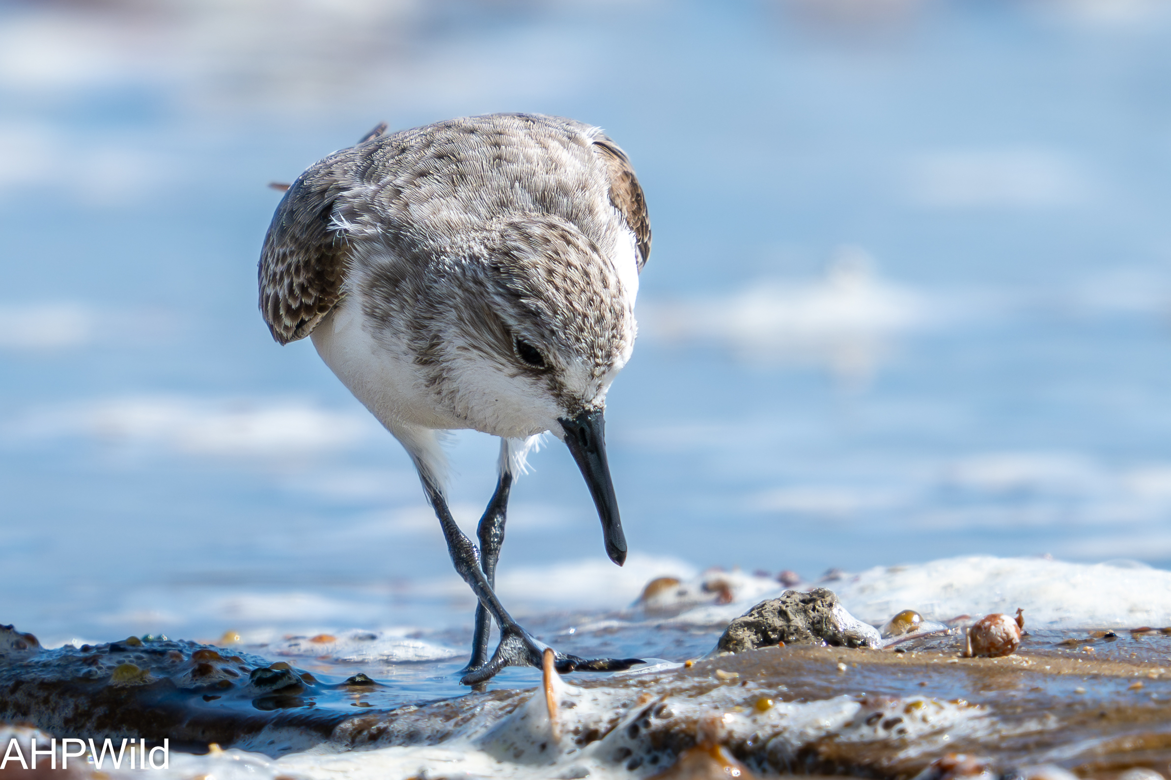 Sanderling