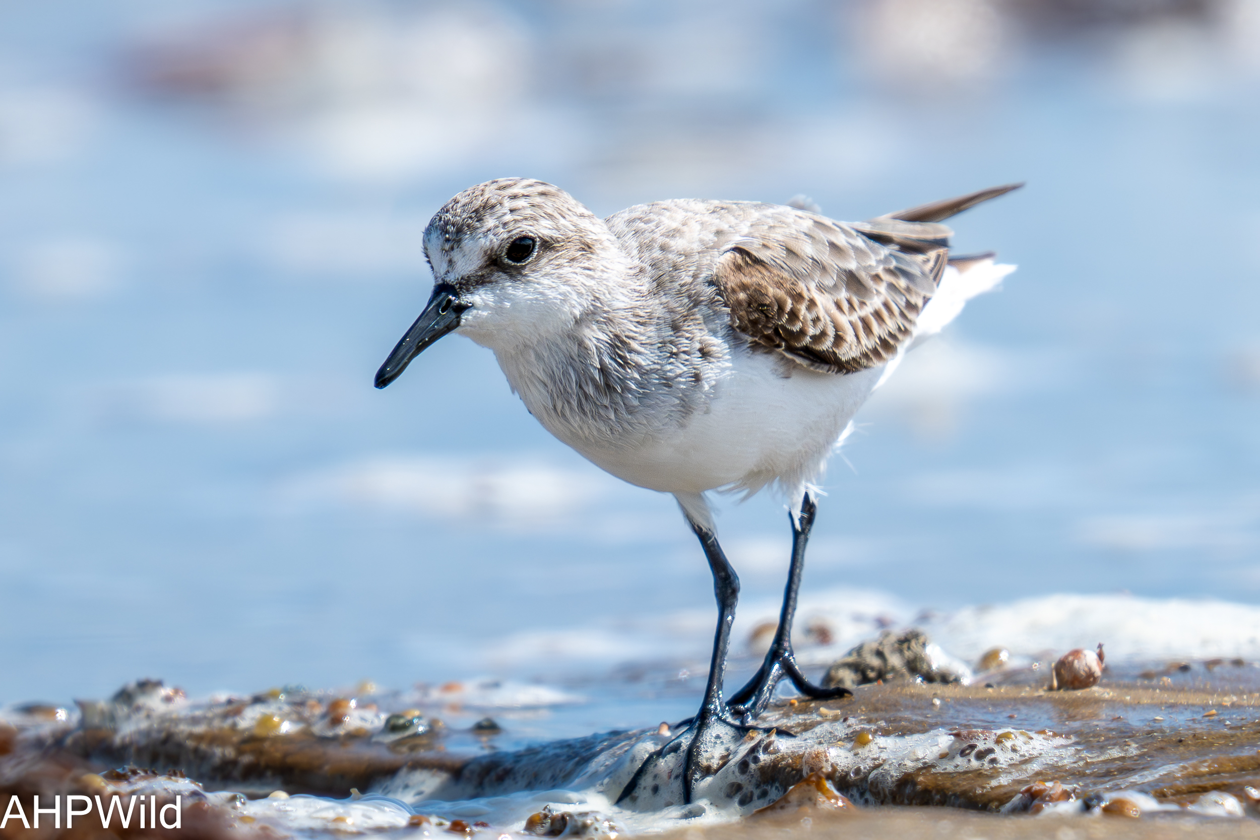 Sanderling
