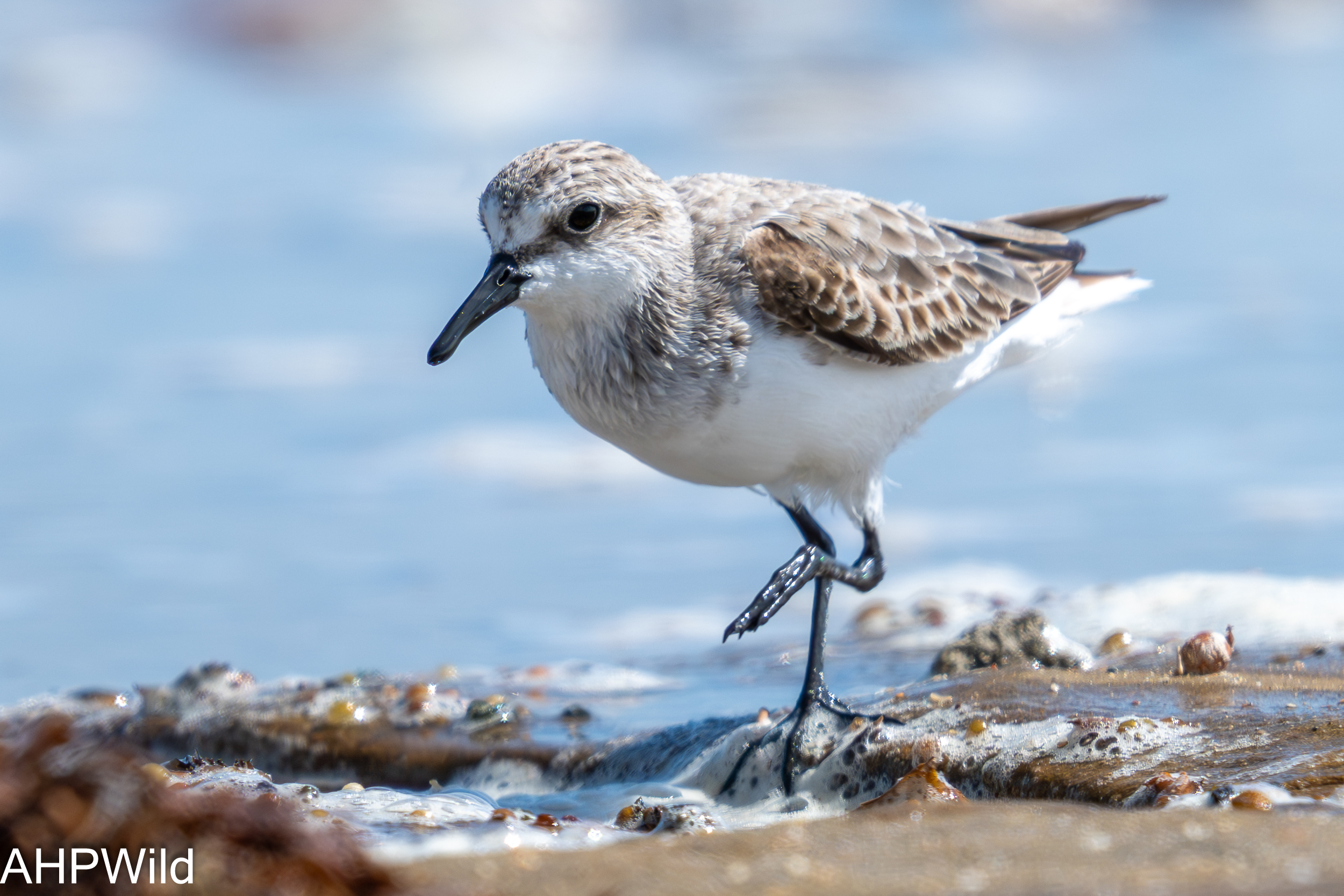 Sanderling