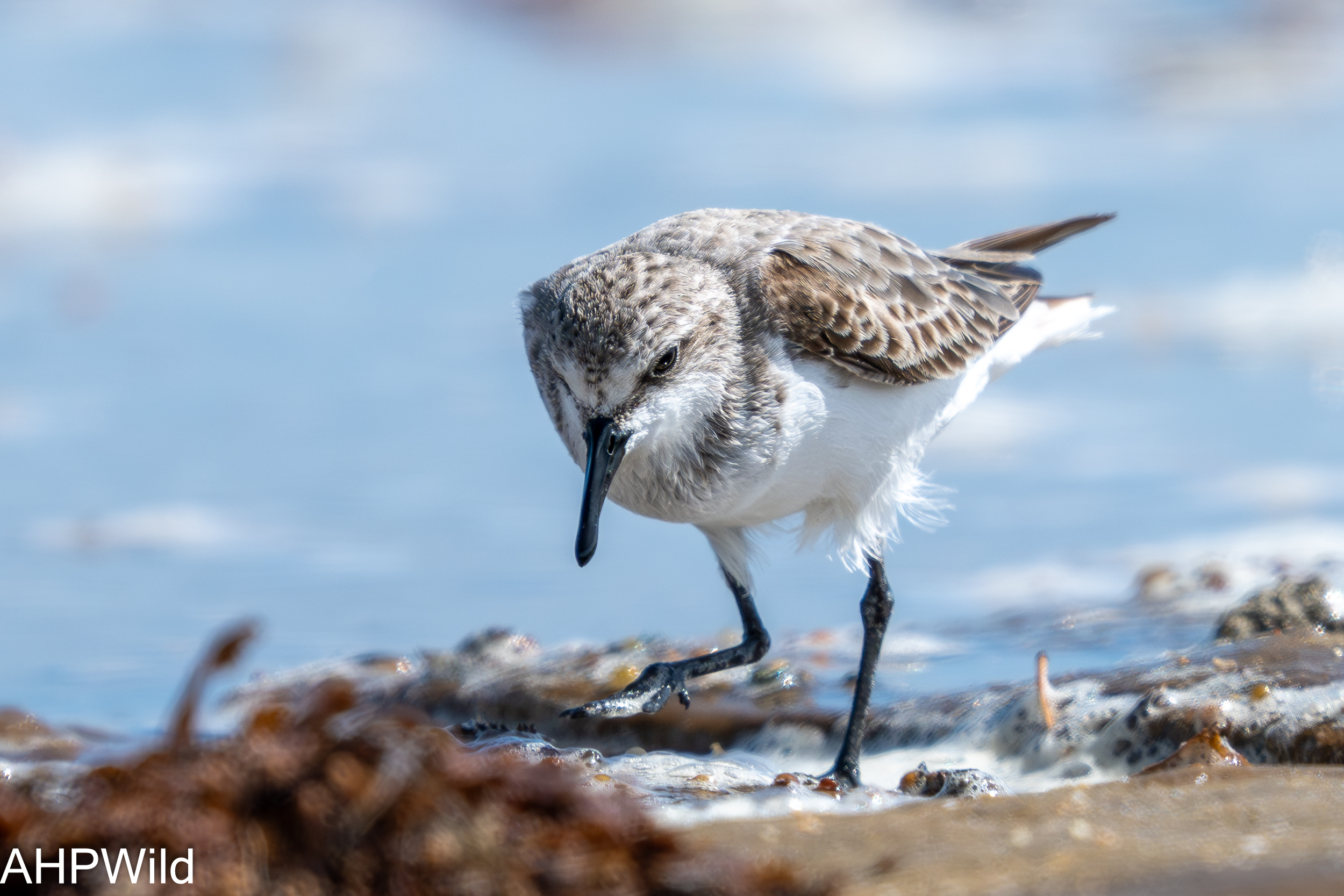 Sanderling
