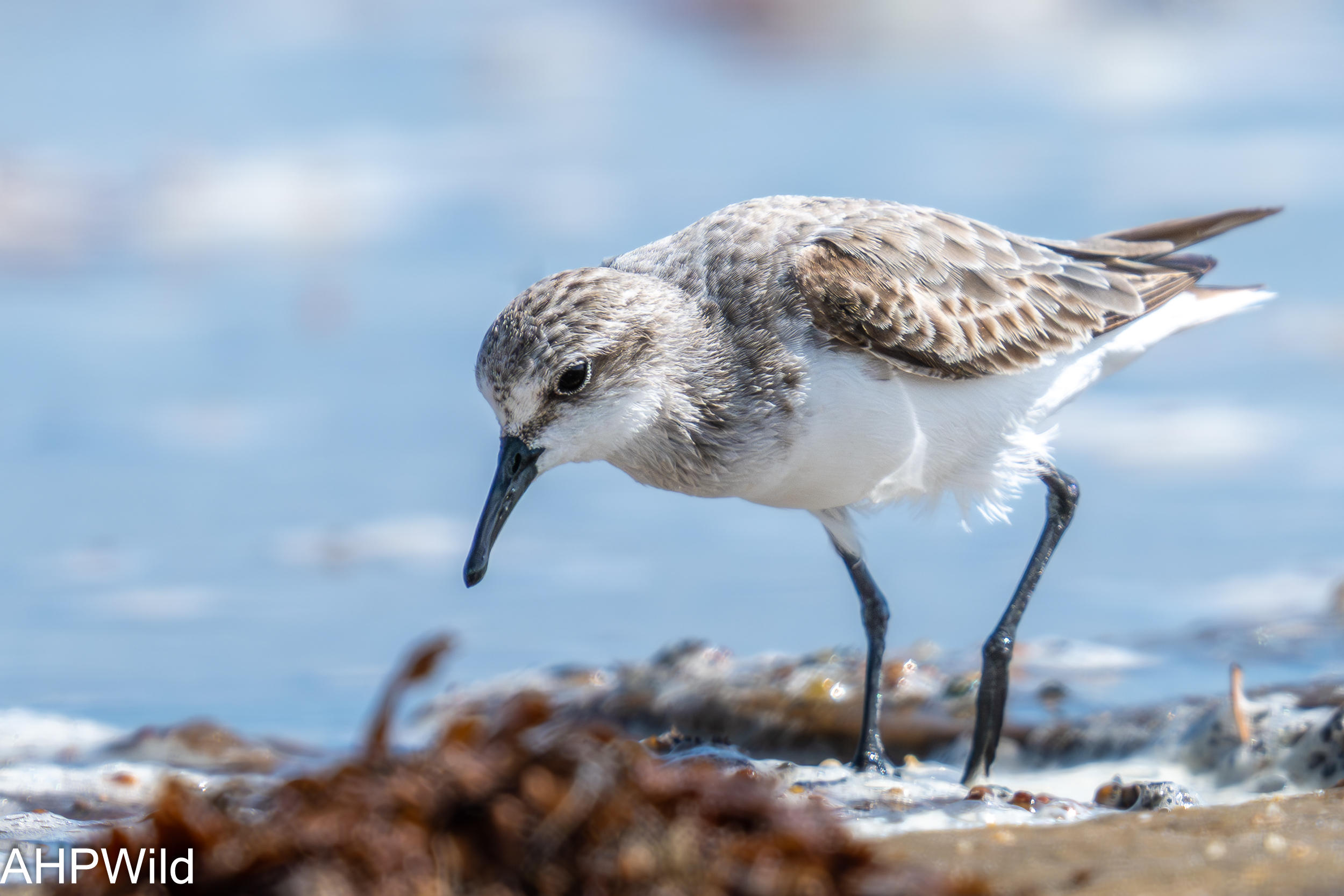 Sanderling
