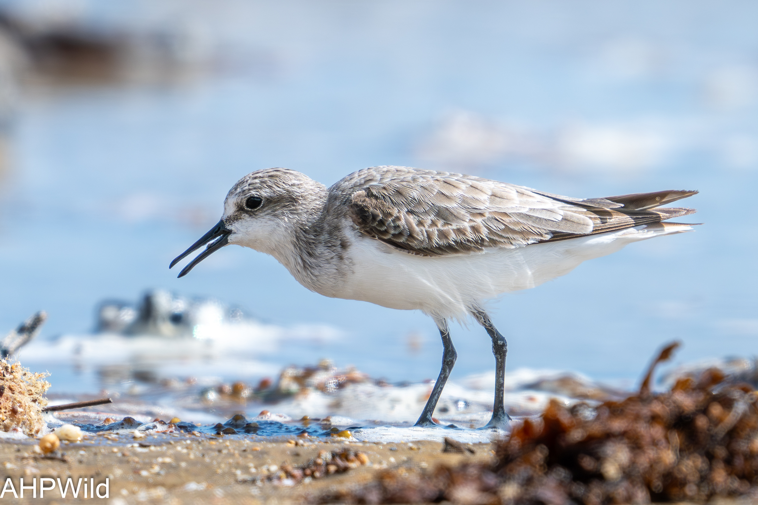 Sanderling