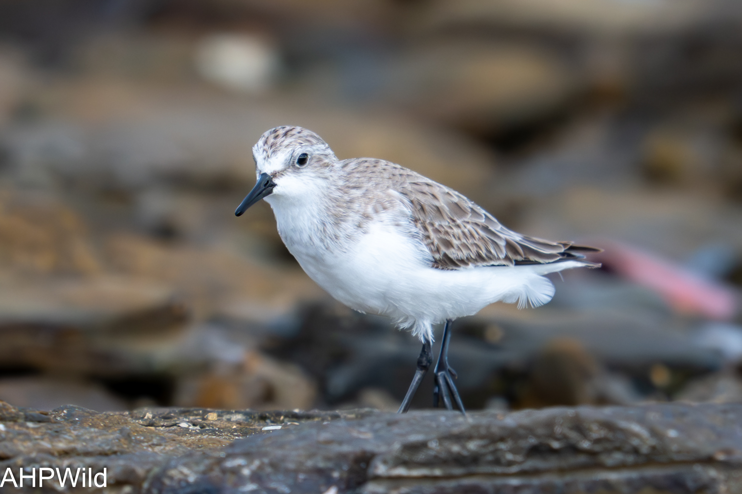 Sanderling