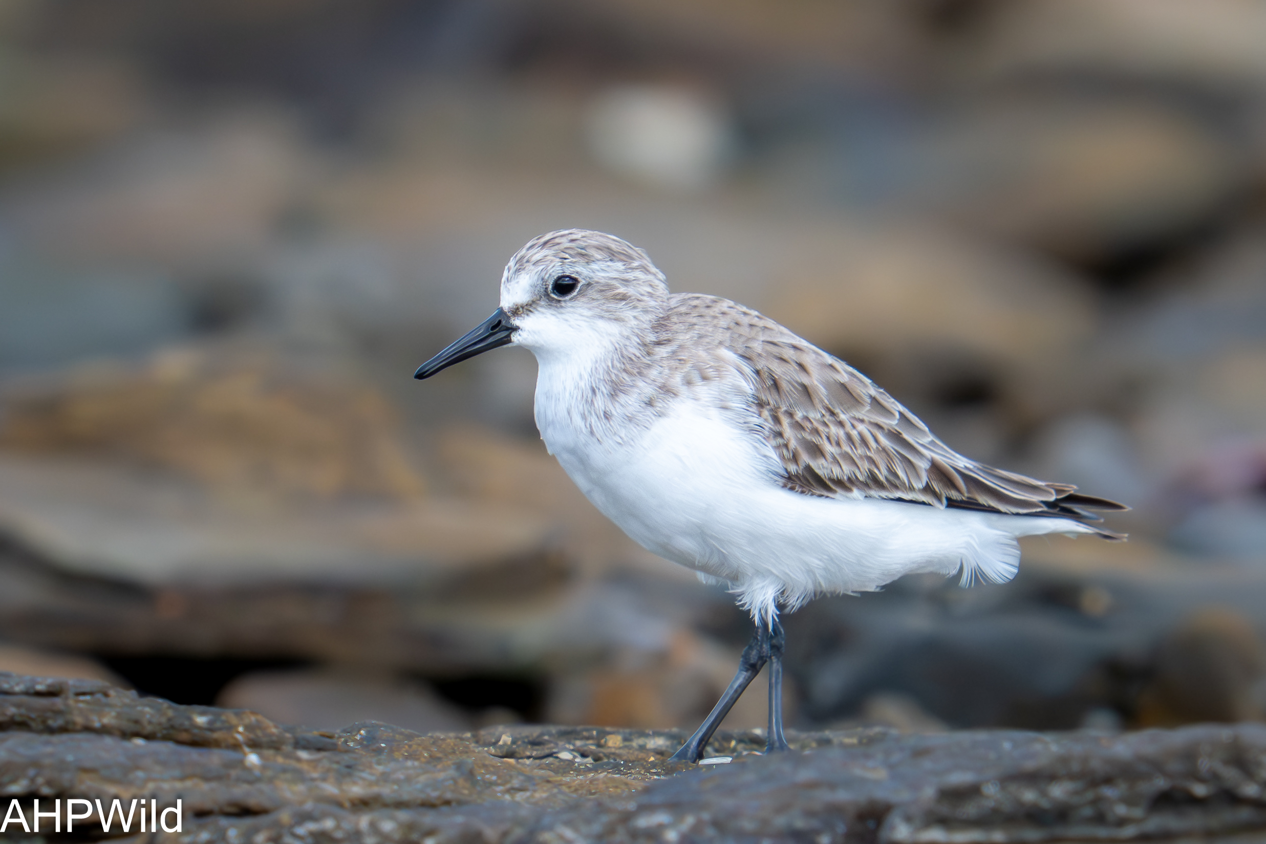 Sanderling