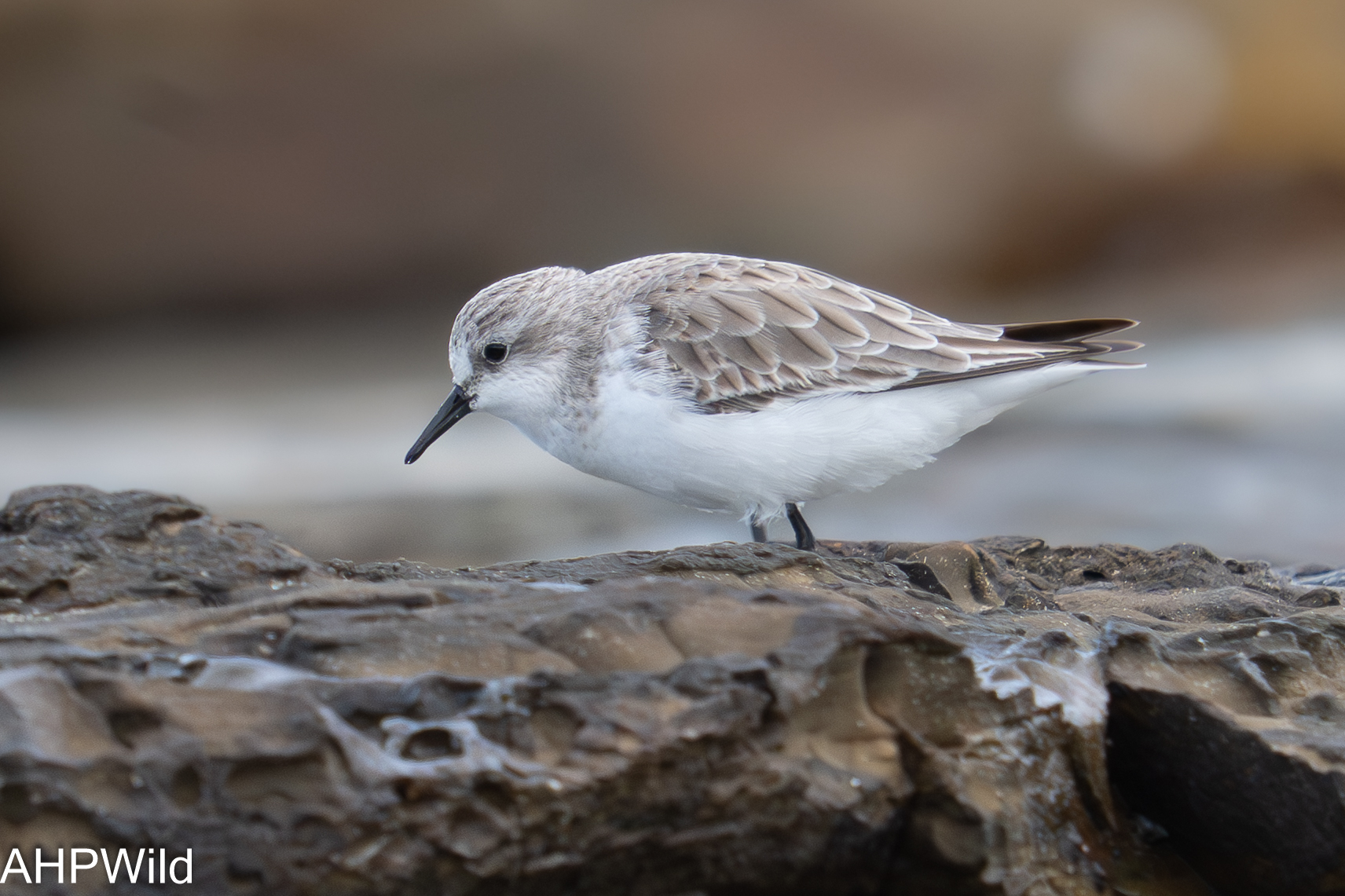 Sanderling