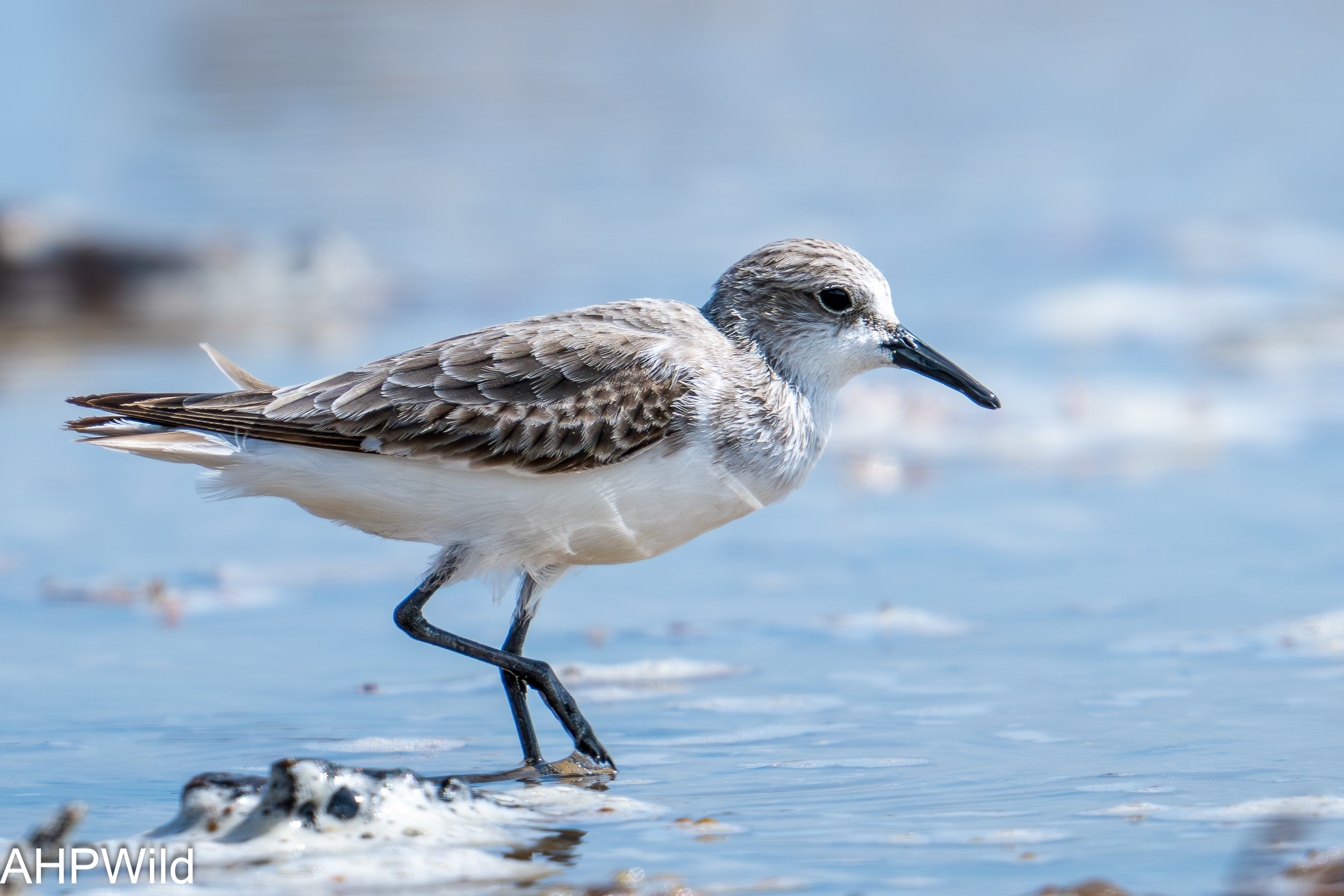 Sanderling