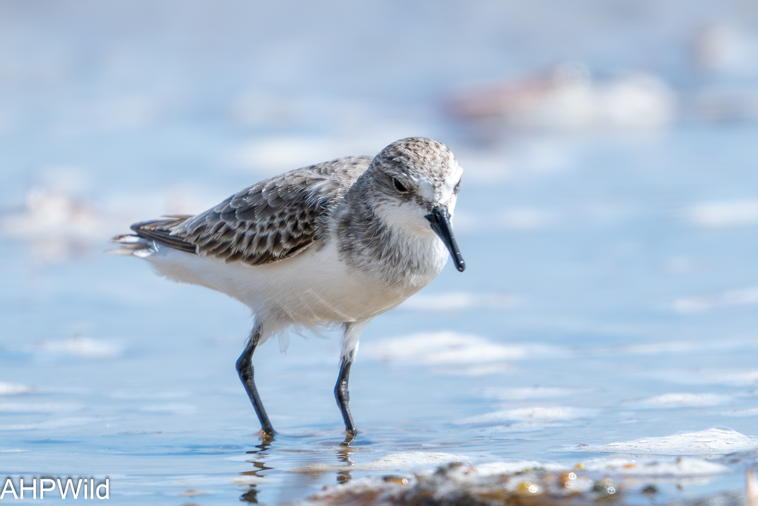 Sanderling