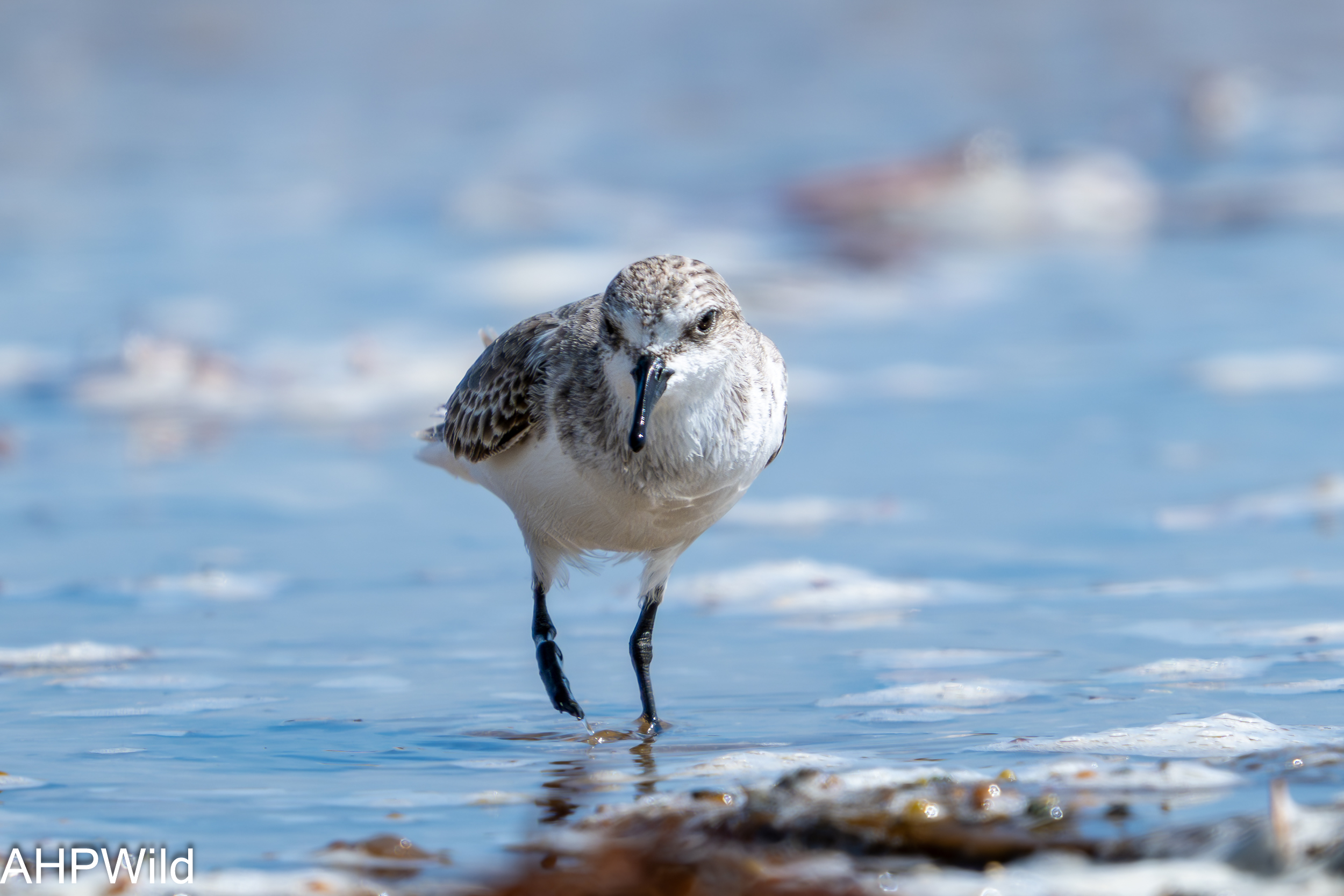 Sanderling