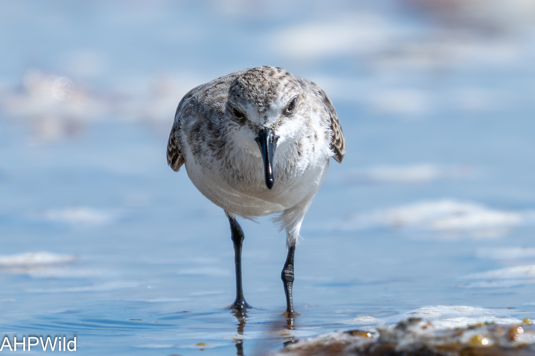 Sanderling