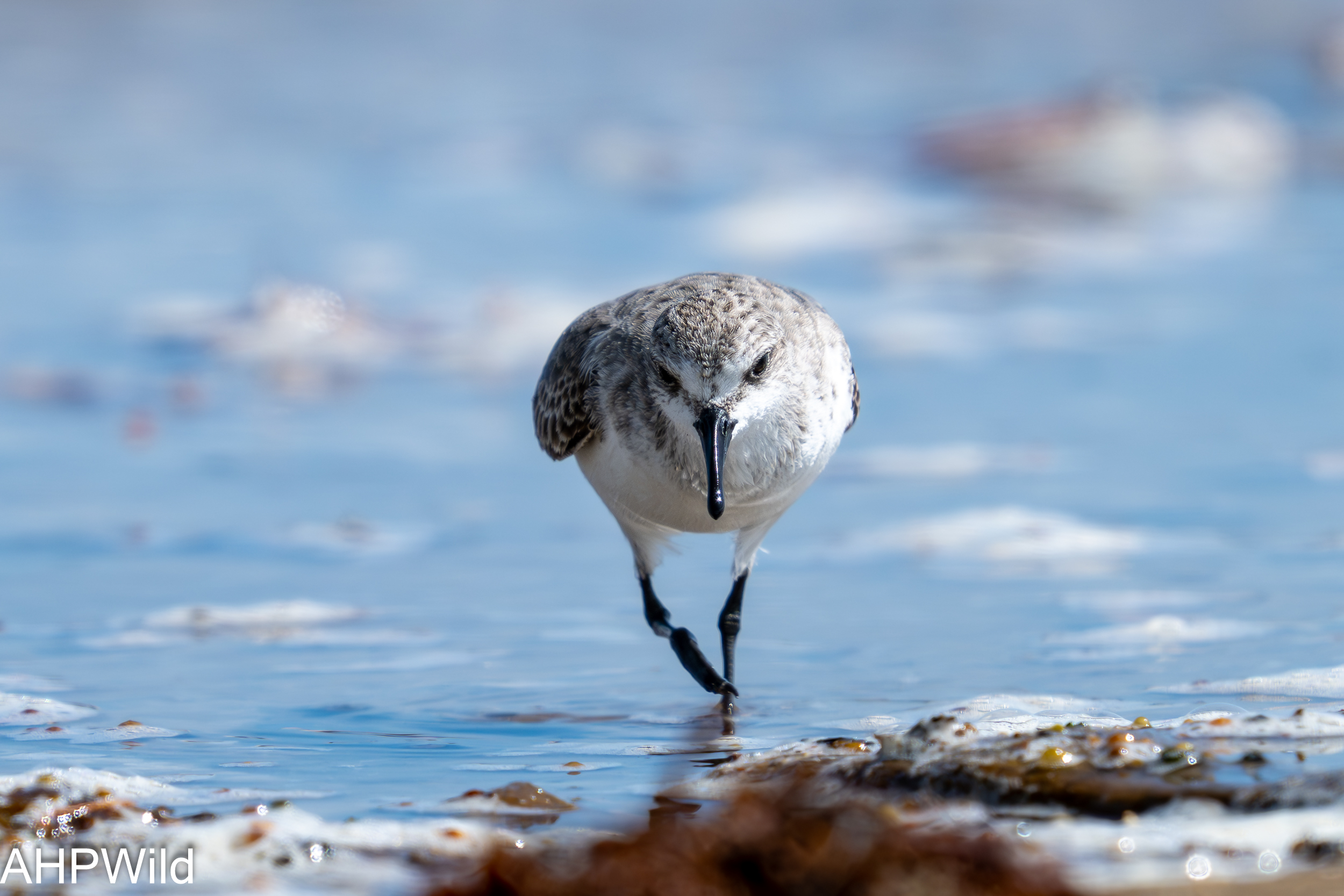 Sanderling